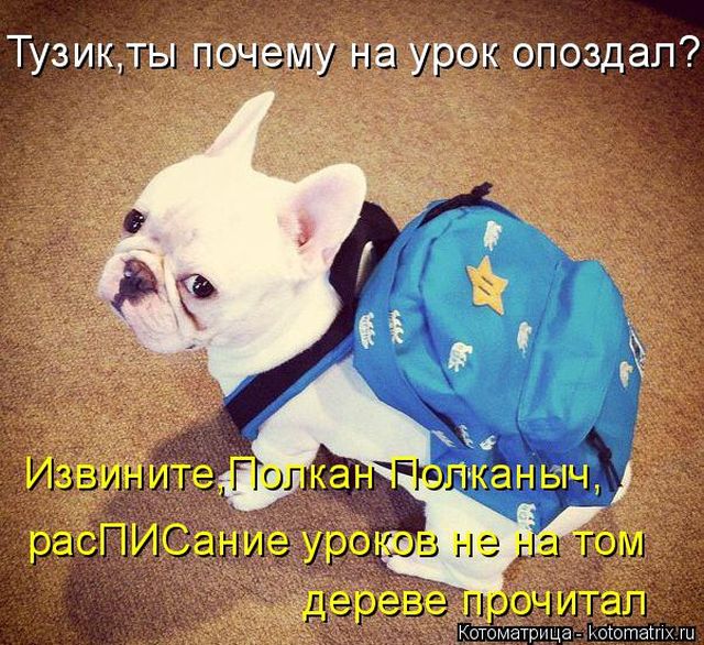 Лучшие котоматрицы недели
