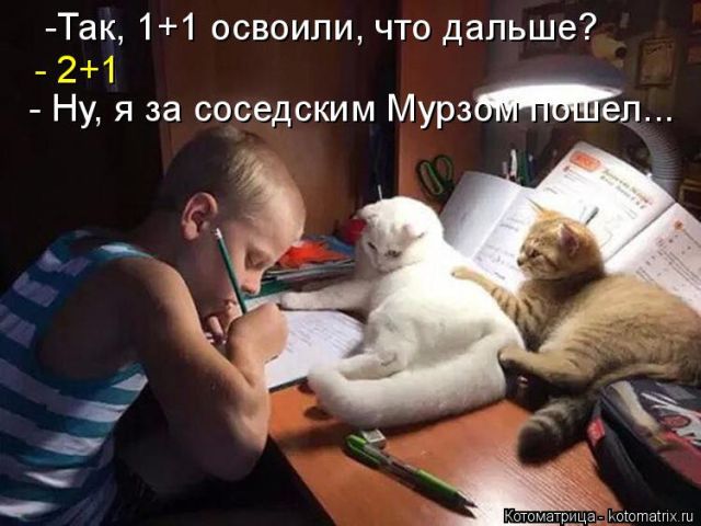 Лучшие котоматрицы недели