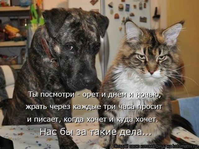 Лучшие котоматрицы недели