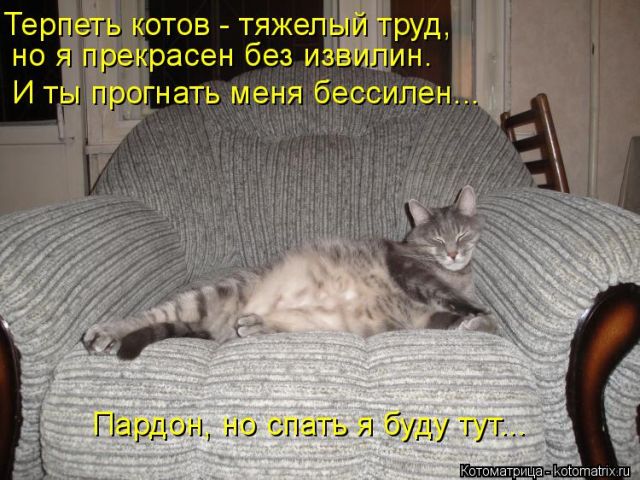 Лучшие котоматрицы недели