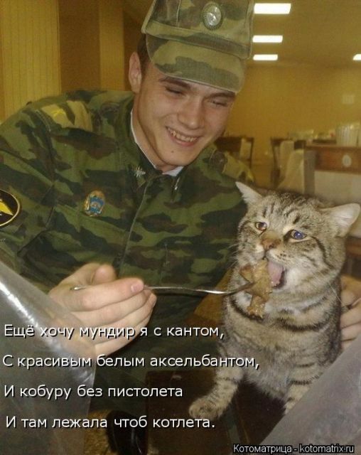 Лучшие котоматрицы недели