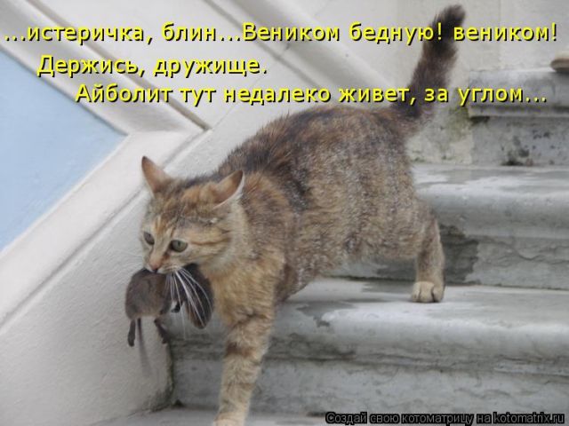 Лучшие котоматрицы недели