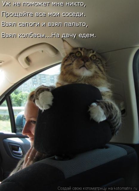 Лучшие котоматрицы недели