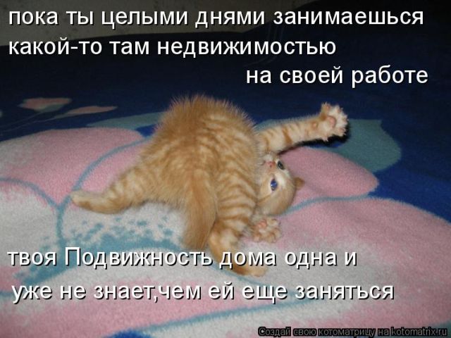 Лучшие котоматрицы недели