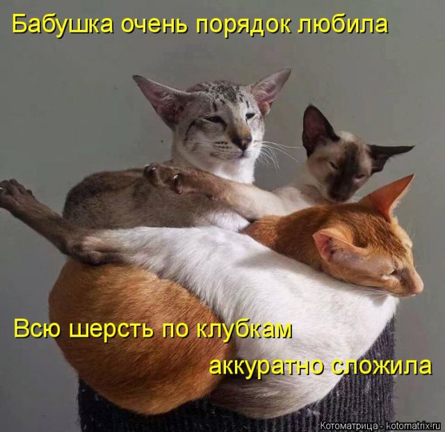 Лучшие котоматрицы недели