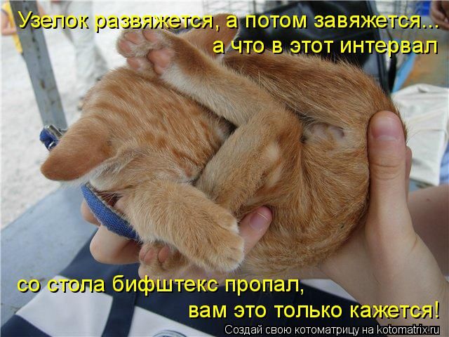Лучшие котоматрицы недели
