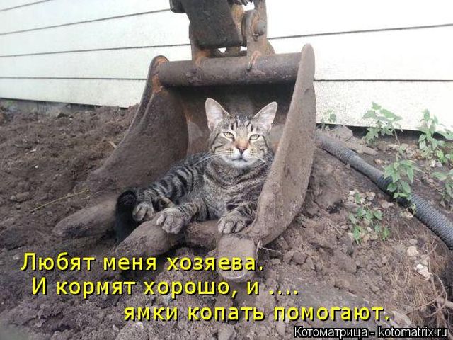 Лучшие котоматрицы недели