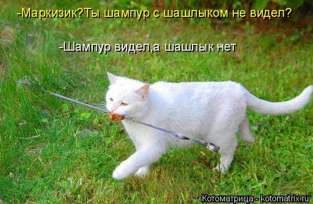 Лучшие котоматрицы недели