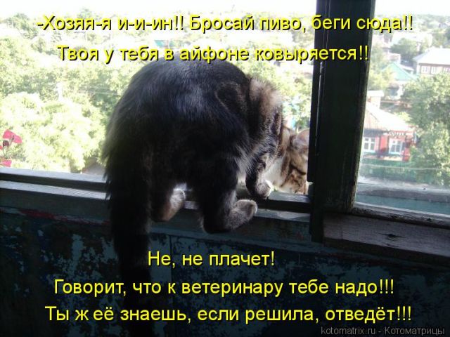 Лучшие котоматрицы недели