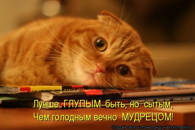 Лучшие котоматрицы недели