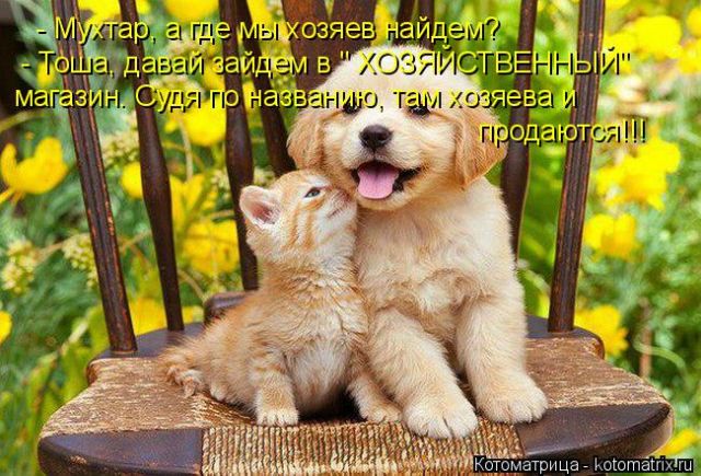 Лучшие котоматрицы недели