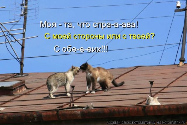 Лучшие котоматрицы недели