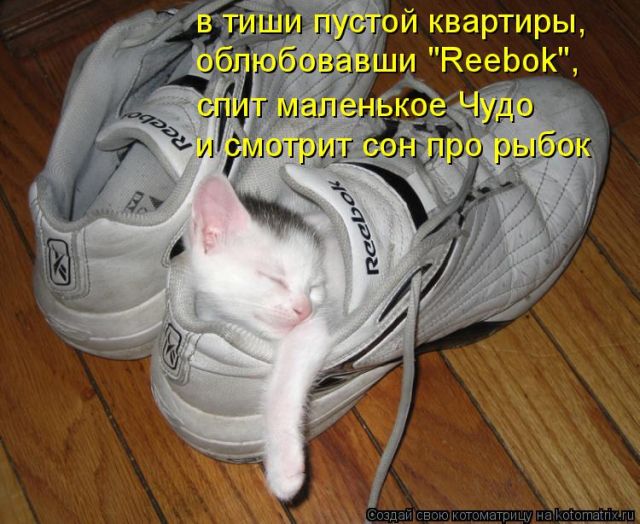 Лучшие котоматрицы недели