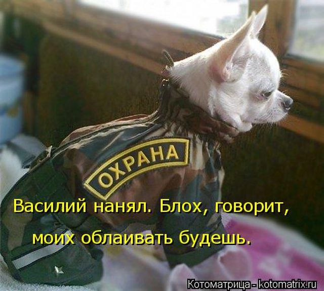 Лучшие котоматрицы недели