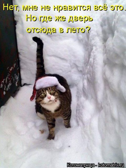 Лучшие котоматрицы недели