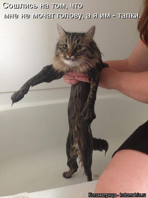 Лучшие котоматрицы недели