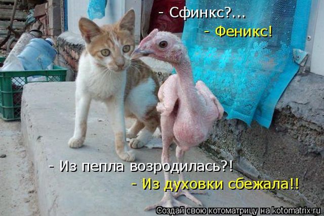 Лучшие котоматрицы недели