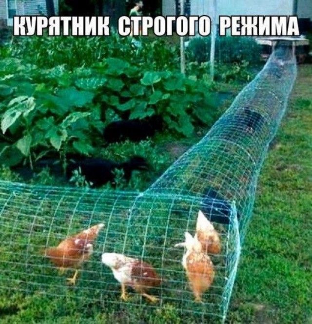 Подборка легкого юмора