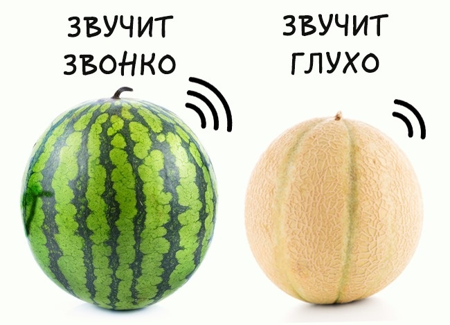 Как выбрать спелую и вкусную дыню Как выбрать спелую и вкусную дыню