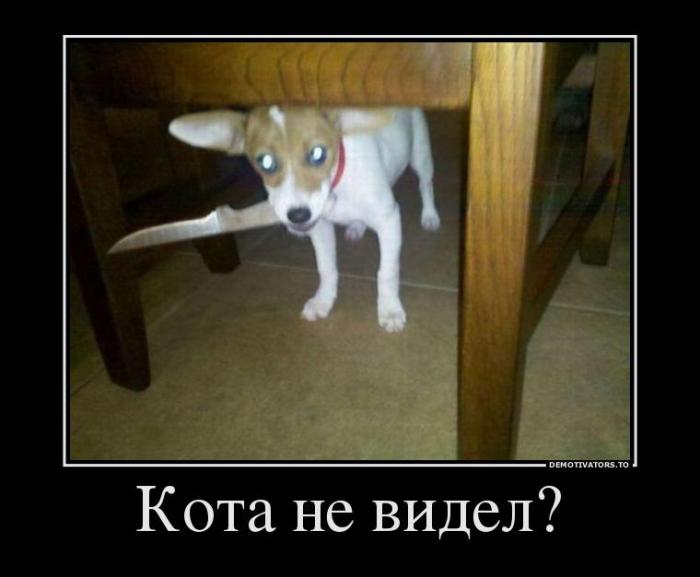 Демотиваторы (40 фото)