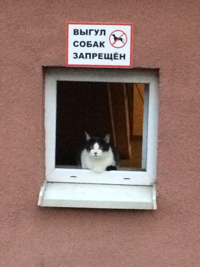 Прикольные картинки