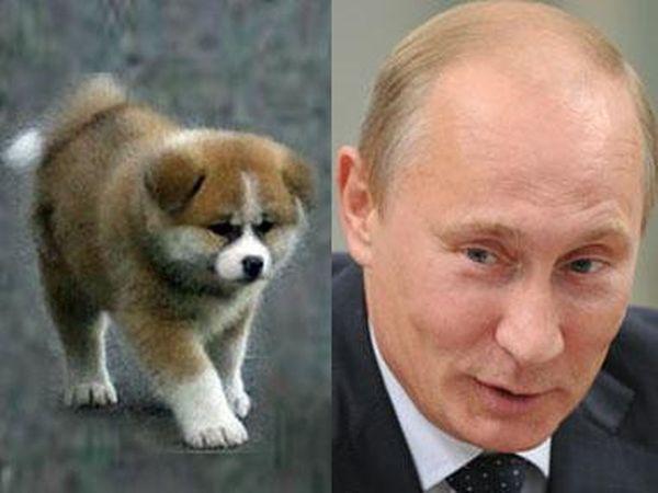 Подарок Владимиру Путину (8 фото)