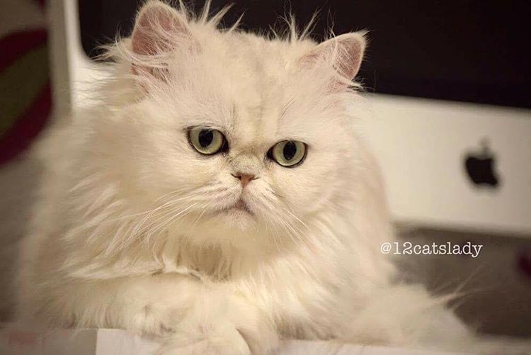 Владелица 12 персидских кошек взорвала инстаграм фотографиями своих очаровательных питомцев Владелица 12 персидских кошек взорвала инстаграм фотографиями своих очаровательных питомцев