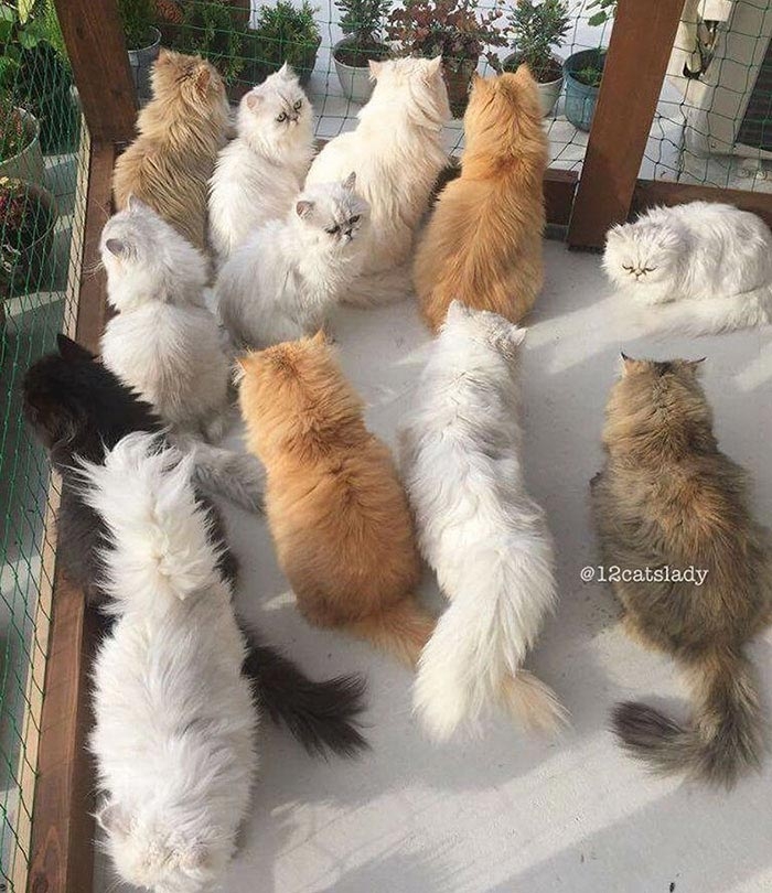 Владелица 12 персидских кошек взорвала инстаграм фотографиями своих очаровательных питомцев Владелица 12 персидских кошек взорвала инстаграм фотографиями своих очаровательных питомцев