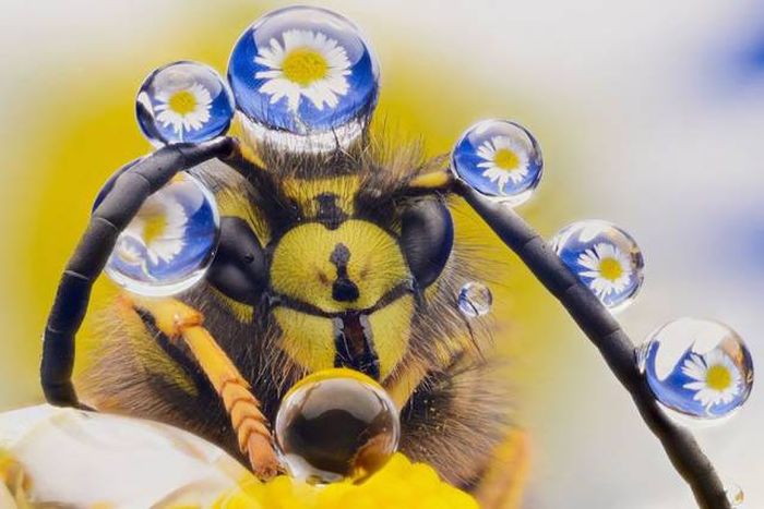 Забавные животные в дикой природе