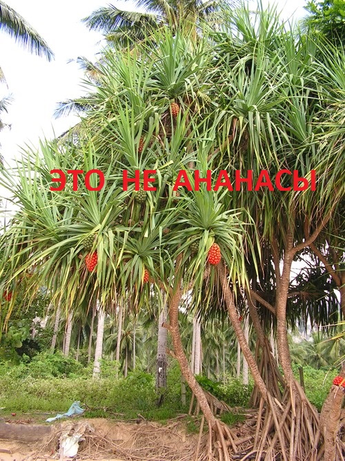 Как растут ананасы Как растут ананасы