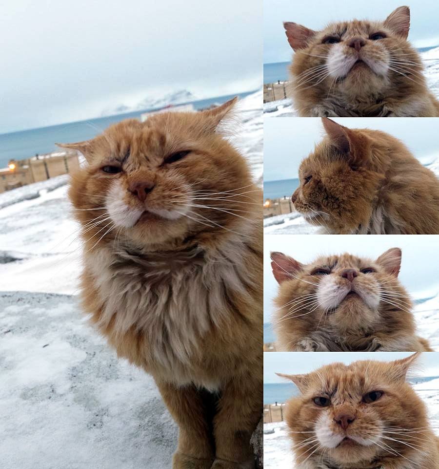 Большая подборка фотографий с животными