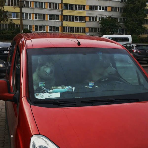 Прикольные картинки