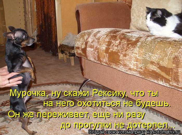 Лучшие котоматрицы недели