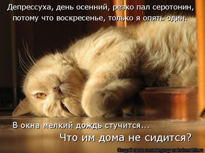 Лучшие котоматрицы недели