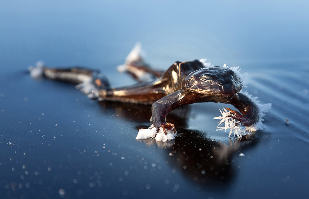 Лучшее с конкурса фотографии National Geographic 2013. Часть 2 Лучшее с конкурса фотографии National Geographic 2013. Часть 2
