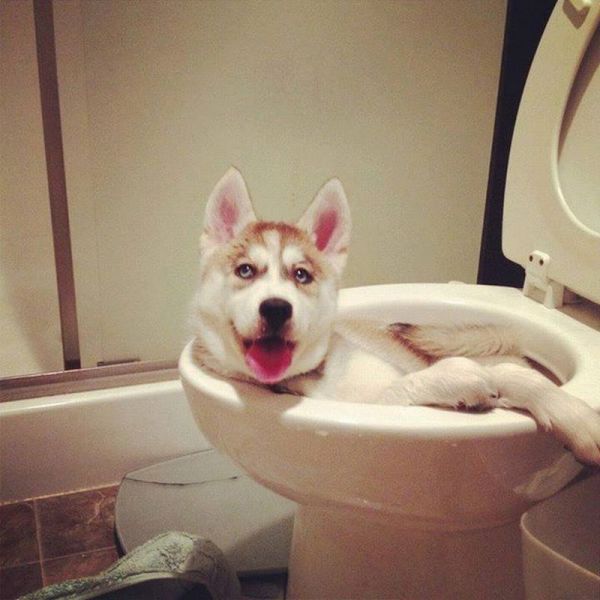 Прикольные картинки