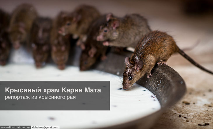 Храм крыс в Индии Храм крыс в Индии