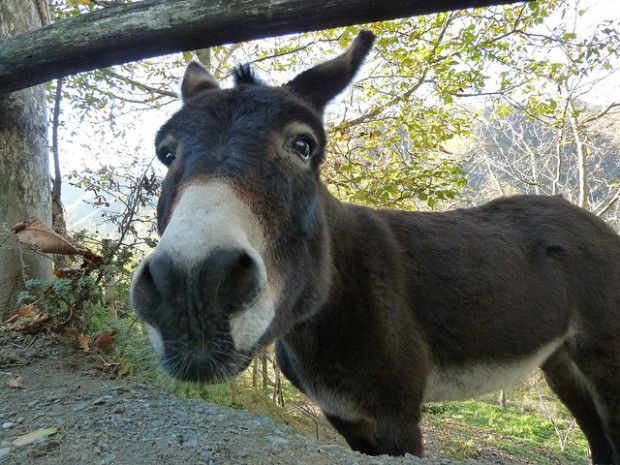 Самые ужасные продукты, производимые в Китае (6 фото) Самые ужасные продукты, производимые в Китае (6 фото)