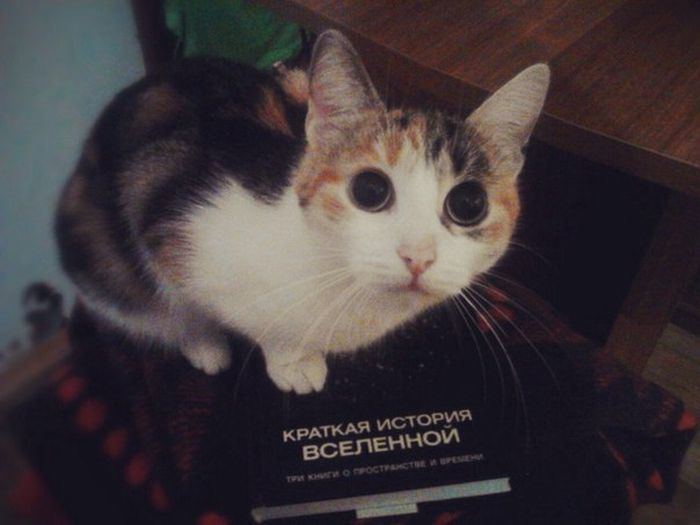 Порция картинок