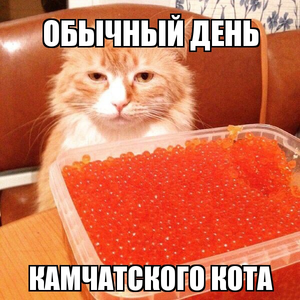 Утомленные икрой: какая она, жизнь на Камчатке? Утомленные икрой: какая она, жизнь на Камчатке?