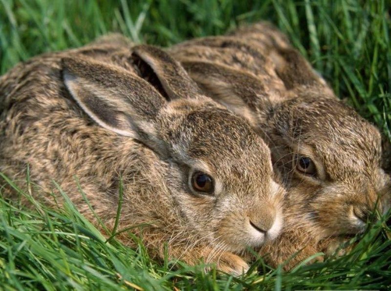 Вся правда о зайцах (8 фото) Вся правда о зайцах (8 фото)