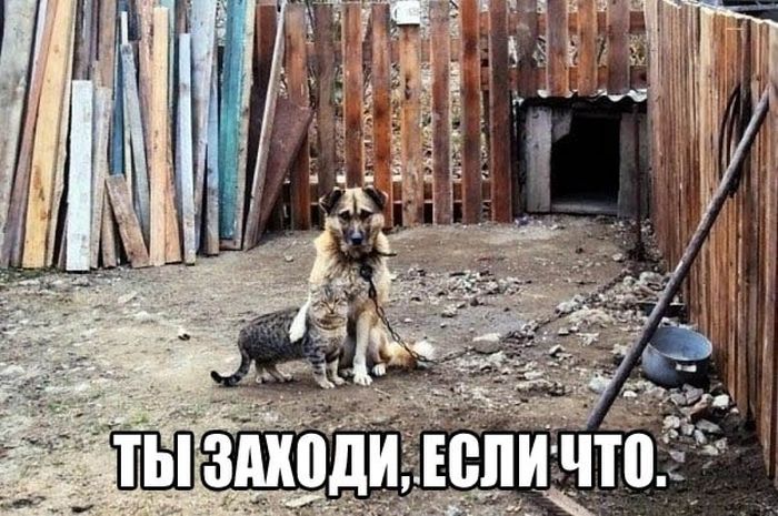 Порция картинок