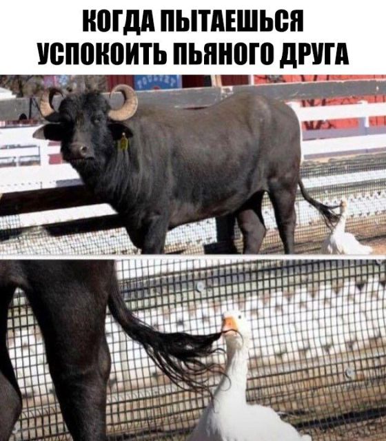 Дело было так…
