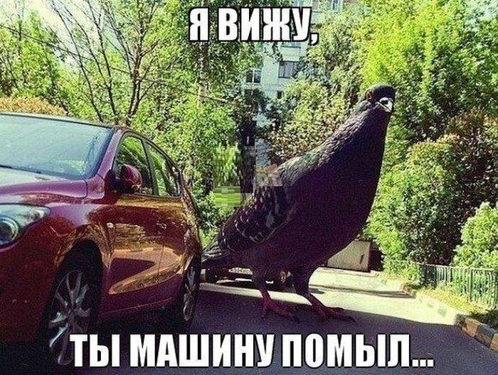 Авто-юмор. Часть 12 (40 фото)