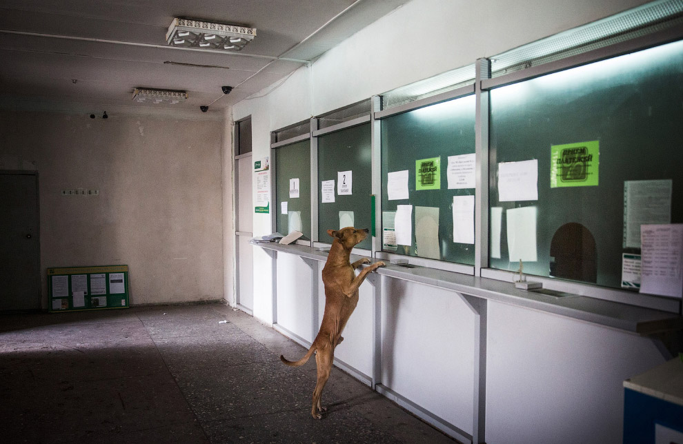 Животные в фотографиях Животные в фотографиях