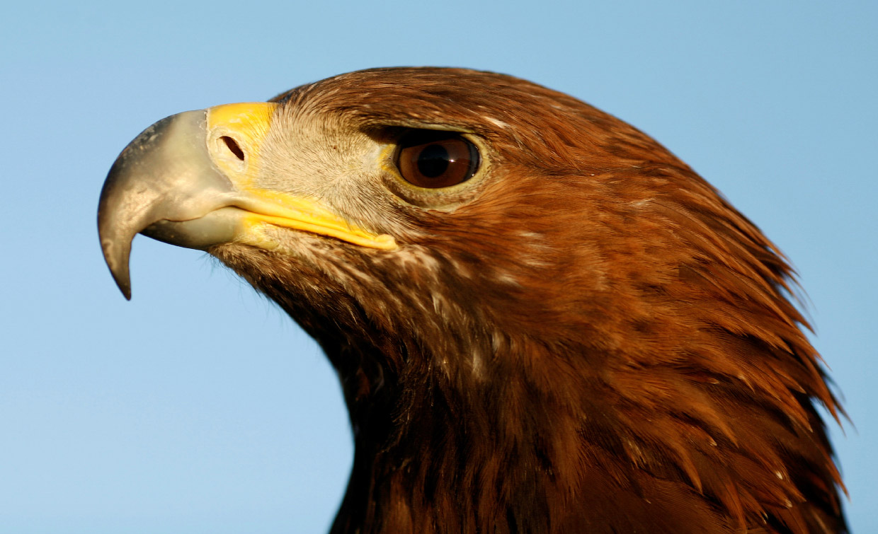 Животный мир этой недели на фотографиях Животный мир этой недели на фотографиях