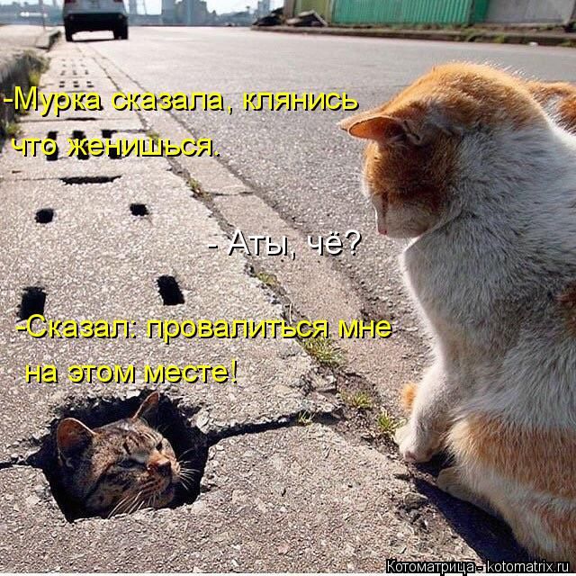Лучшие котоматрицы недели
