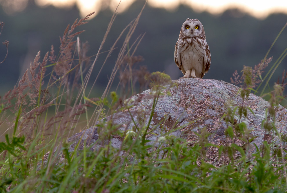 Совиная история. Продолжение Совиная история. Продолжение