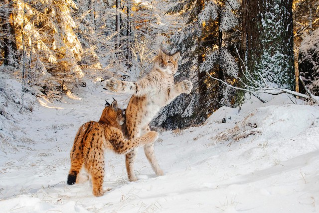 Лучшие фото конкурса дикой природы Wildlife Photographer of the Year Лучшие фото конкурса дикой природы Wildlife Photographer of the Year