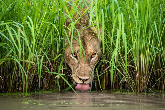 Лучшие фото конкурса дикой природы Wildlife Photographer of the Year Лучшие фото конкурса дикой природы Wildlife Photographer of the Year